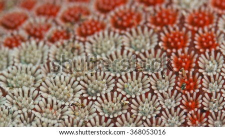 Skin detail of the red comb star (Astropecten aurantciacus)