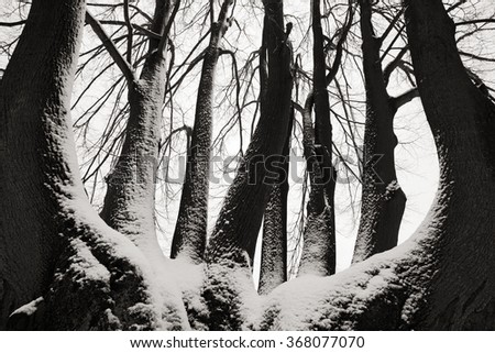 Solitary tree trunk in the winter, snowy landscape with snow and fog, black and white nature photo from Europe.