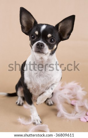 chihuahua with feathers