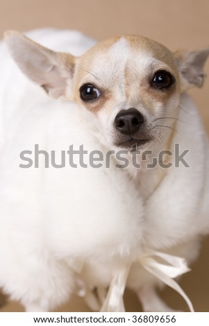 chihuahua with coat
