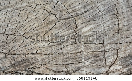 old wooden heartwood structure for a background.