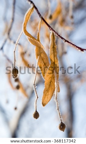 Dry Linden seed (flowers) in frost macro