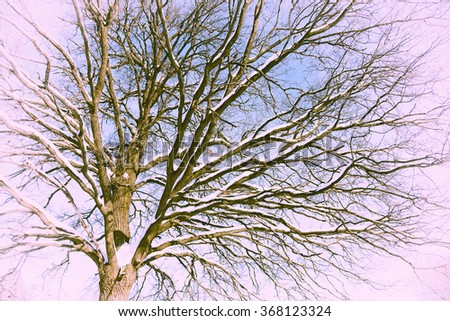 Creative vintage dry tree on a pink background. Winter oak
