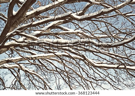 Beautiful tree branches close-up. Snow-covered branches of oak