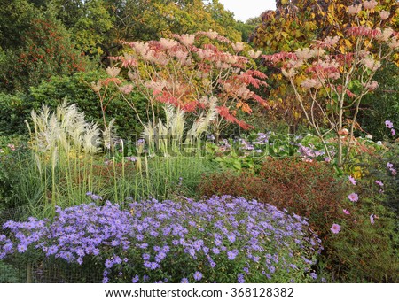 Lavender Blue Asters, Pampas Grass and Hydrangeas in a Herbaceous Border at Dunham Massey, Cheshire, England, UK Royalty-Free Stock Photo #368128382