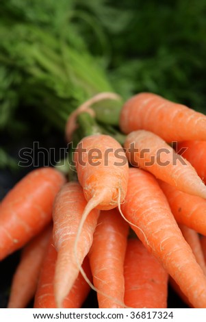 Stock image of carrots at Cameron Highland, Malaysia