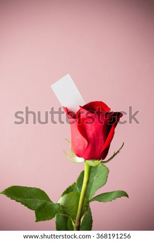 The studio photo of a red rose 
