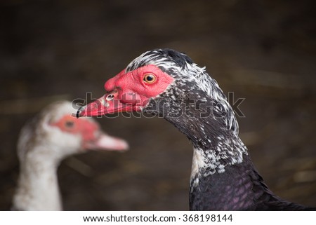 Duck face in front of his couple. Muscovy ducks. Authentic farm series.