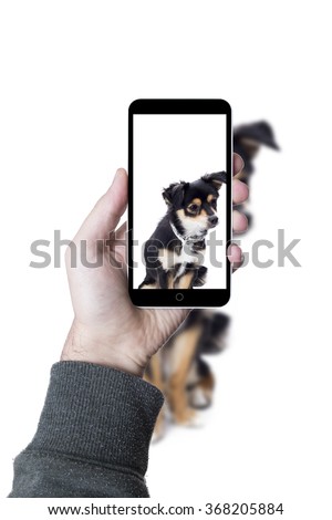 Tiny dog posing at the camera on white background