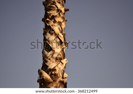 Image of a palm tree in the sun/Palm Tree 