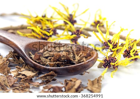flowering witch hazel (Hamamelis) and wooden spoon with dried leaves for homemade skin care cosmetics and bath additive on a white background, closeup with selected focus, narrow depth of field Royalty-Free Stock Photo #368254991