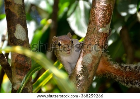 Squirrel in Sri Lanka