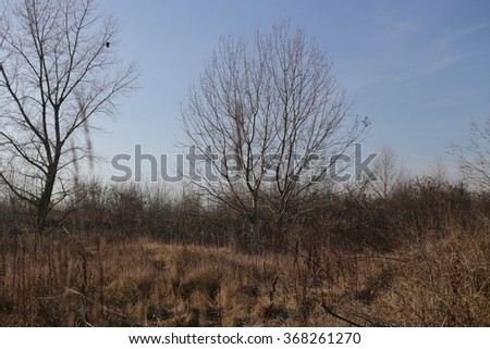 dry grass and bare trees  Royalty-Free Stock Photo #368261270