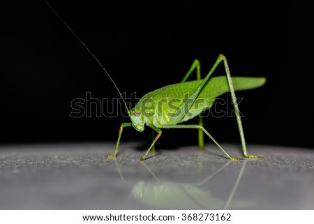 Insect. Green locust. Photo closeup at night.