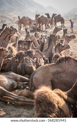 Camels at the Camel Market fair in Pushkar, Rajasthan, India