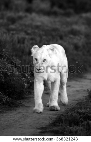 A white lioness looking intensely with her blue eyes in this beautiful close up photo of her face. This was taken at Pumba game reserve,eastern cape,south africa
