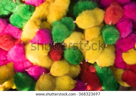 Colored easter chicks. Easter chicks.