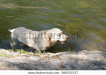 Lovely retriever in water of river