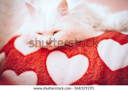 Cute cat laying on bedspread with hearts