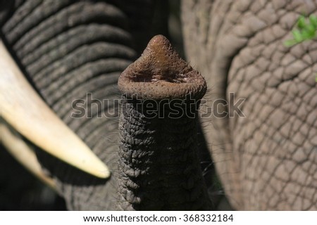 An elephant tests the air with his trunk as he smells. South Africa