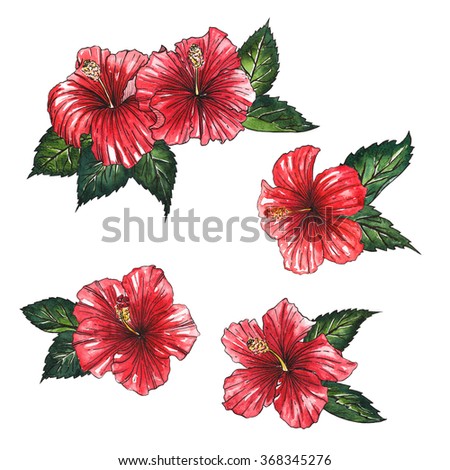 red hibiscus watercolor bouquet flower and leaves. Hawaii topical plant spring summer design painting isolated white background