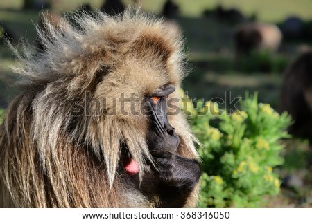 Baboons in the mountains of northern Ethiopia