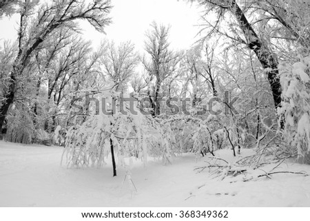 Snowing landscape in the park. Fisheye lens effects