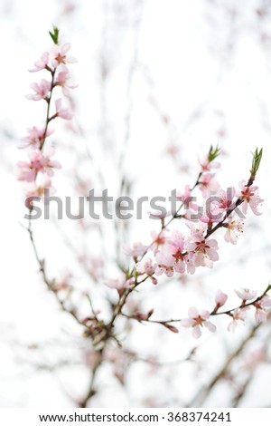 Natural background with fresh spring twig with pink flower in selective focus