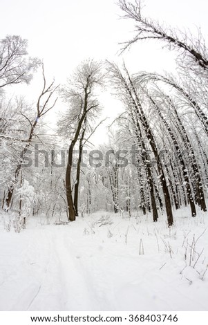 Snowing landscape in the park. Fisheye lens effects