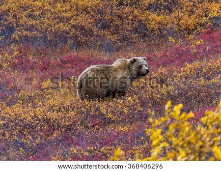 This grizzly bear in Denali National Park was feeding in a red-leaved patch of blueberries. Royalty-Free Stock Photo #368406296