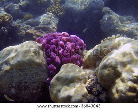 Beautiful coral reef close up underwater photography.