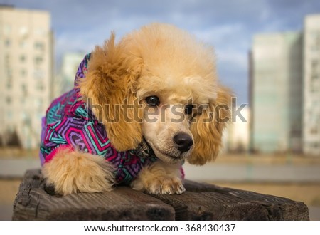 puppy toy poodle, peach color, looking wary. close-up of a pet