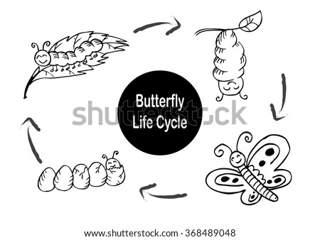 Butterfly life cycle. Hand drawing illustration.