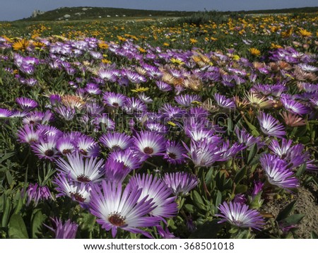 Namaqualand flowers Royalty-Free Stock Photo #368501018