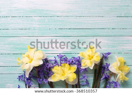 Bright yellow and blue spring flowers  on turquoise  painted wooden planks. Selective focus. Place for text. 