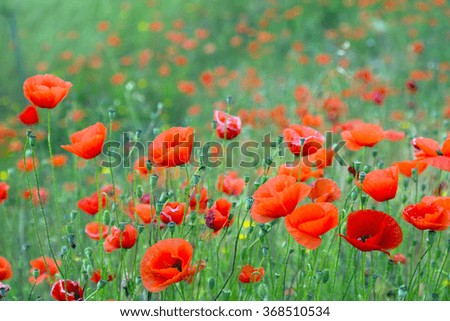 blossoming wild  red poppies at mountain meadow in spring   