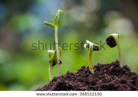 Sunflower sprouts growing on soil with green nature background