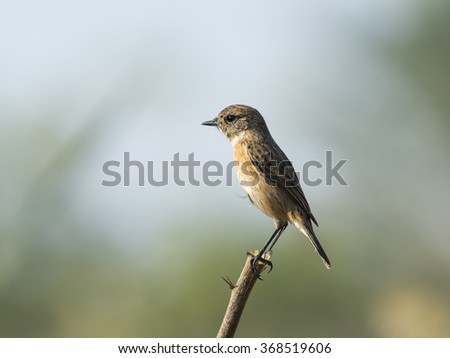 European stonechat bird in Bahrain