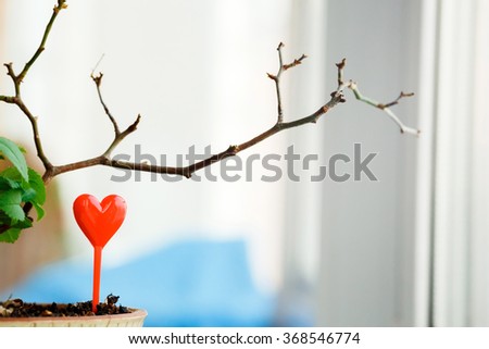 Sprout in a pot grown with heart canapes in the form of heart on the windowsill, spring, love. Waiting for spring concept.  Copy space for your text.