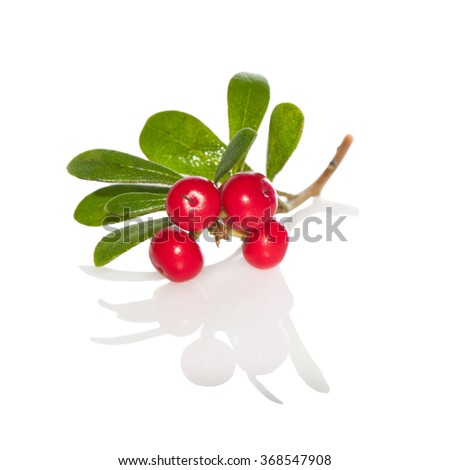 Berries and leaves  Bearberry (Arctostaphylos) close up on white. Royalty-Free Stock Photo #368547908