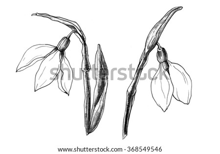 Set with decorative white snowdrop, first spring flowers. Botanical hand drawn watercolor black and white monochrome illustration for cards, invitations, printing isolated on white background.