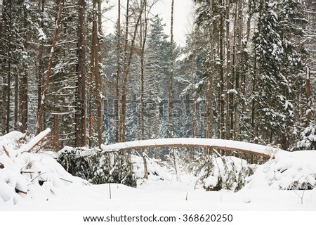 Young pine trees in deep snow in Orlovskoye Polesie National park in Russia