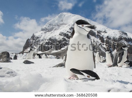 Pair of chinstrap penguins, one buried in snow, other one standing above him, with blue sky and rocky mountain in the background, South Sandwich Islands, Antarctica Royalty-Free Stock Photo #368620508