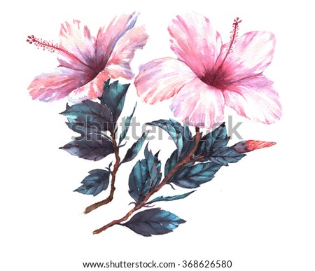 Hand-drawn  watercolor floral illustration of the tender white with pink hibiscus flowers. Natural drawing isolated on the white background. Romantic tropical exotic  blossom.