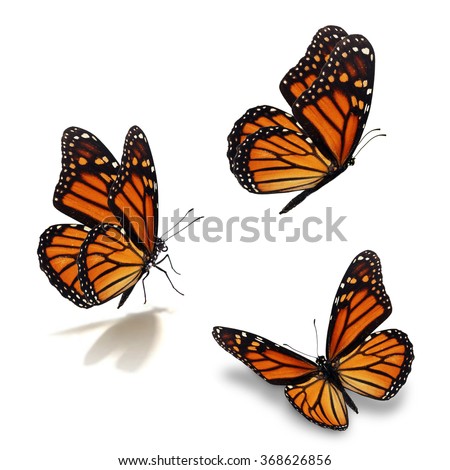 Beautiful three monarch butterfly, isolated on white background Royalty-Free Stock Photo #368626856