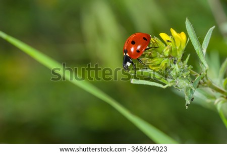 Ladybird in search of plant-louse on the wild flower in the summer garden