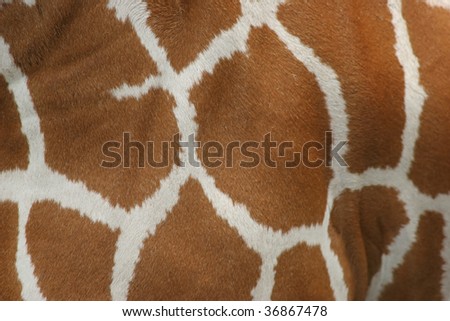 Close-up of Giraffe's body