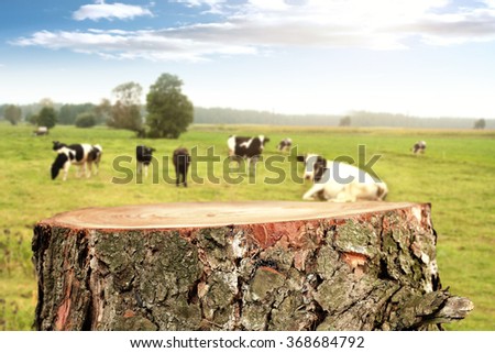 rural landscape of cows and free space for your food on tree 