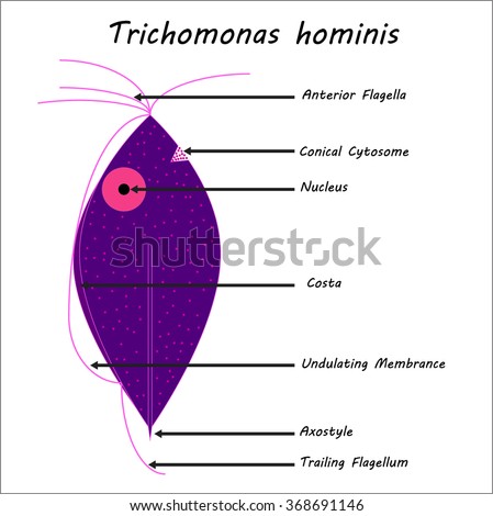 Trichomonas hominis- parasitic microscope