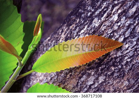 Leaves leaflet is Colorful